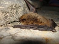 Découverte dans la Cantal de La Pipistrelle pygmée et de la Grande Noctule